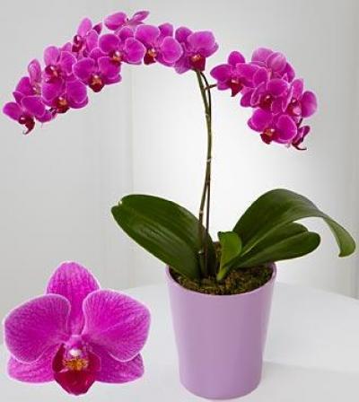 Những mẫu LAN HỒ ĐIỆP ĐẸP mê lòng người