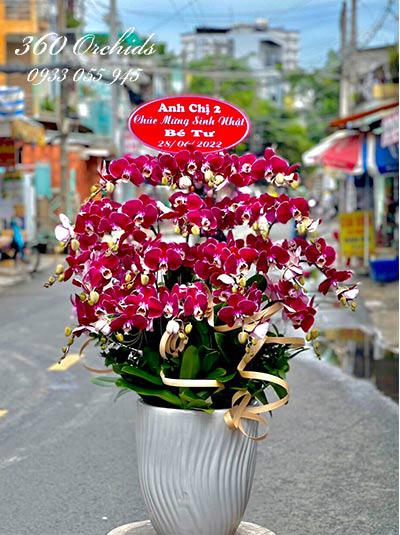 Lan hồ điệp đỏ đô châu