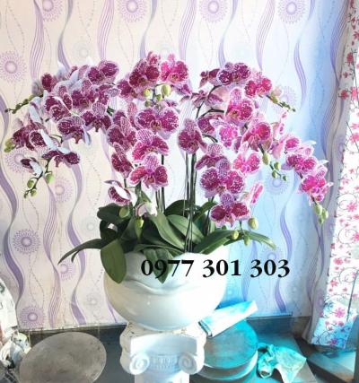 Chậu lan hồ điệp Qúy phái