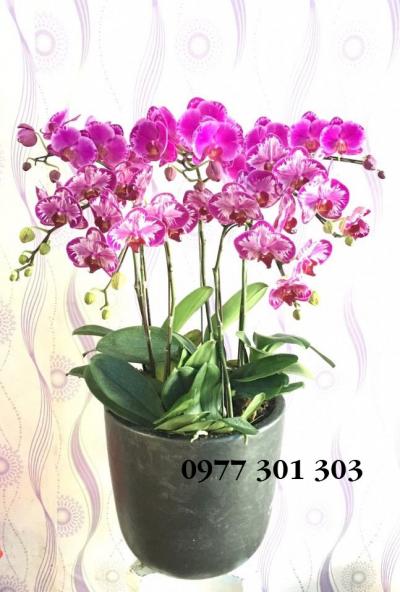 Chậu lan hồ điệp yêu thương quay về