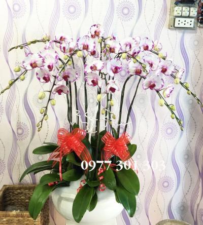 Chậu lan hồ điệp Khúc hát yêu thương