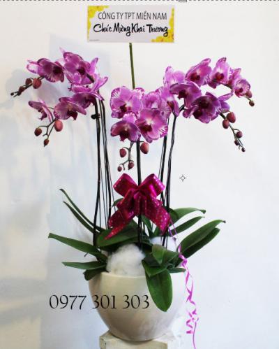 Chậu lan hồ điệp Tình  yêu nồng nàn