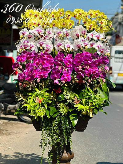 Lan hồ điệp ghép gỗ lũa - An khang phú quý