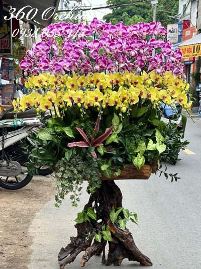 Lan hồ điệp ghép gỗ lũa - Rạng rỡ tứ phương