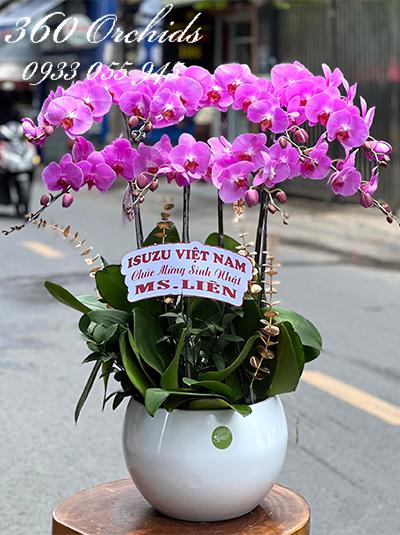 Lan hồ điệp hồng - Tháng ngày tươi đẹp