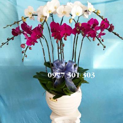 Chậu lan hồ điệp Điều kì diệu