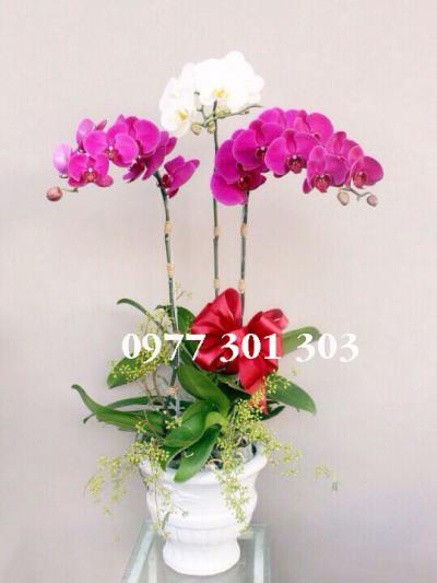 Chậu lan hồ điệp Nối vòng tay lớn