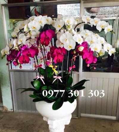 Chậu lan hồ điệp Sang trọng
