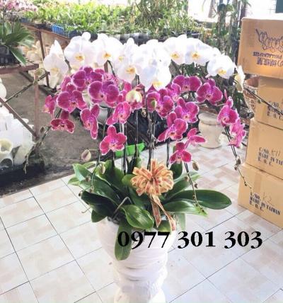 Chậu lan hồ điệp Hạnh phúc vuông tròn