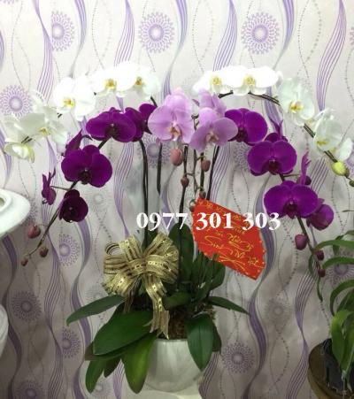 Chậu lan hồ điệp Phát tài phát lộc
