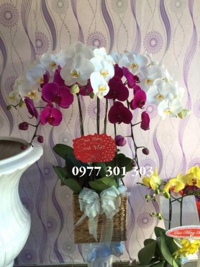 Chậu lan hồ điệp An khang thịnh vượng