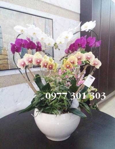 Chậu lan hồ điệp Tình yêu rộng lớn
