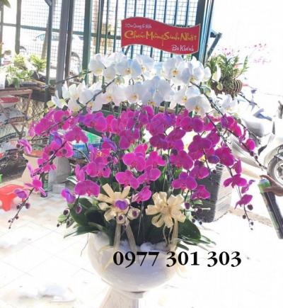 Chậu lan hồ điệp Thành công rực rỡ