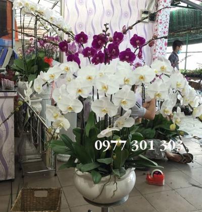 Chậu lan hồ điệp Như ý cát tường