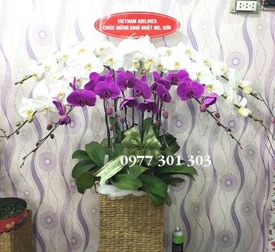 Chậu lan hồ điệp Vĩnh cửu