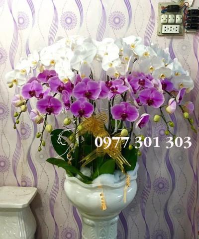 Chậu lan hồ điệp Tinh tế và sang trọng