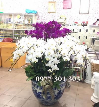 Chậu lan hồ điệp Vươn đến thành công