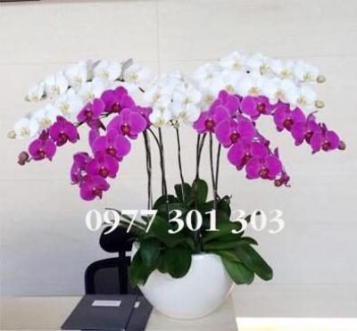 Chậu lan hồ điệp Thuận buồm xuôi gió