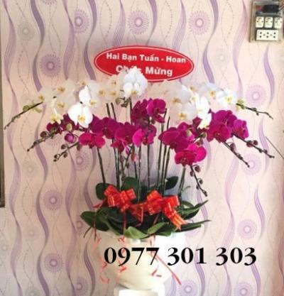 Chậu lan hồ điệp Bách chiến bách thắng