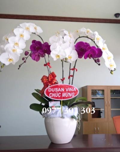 Chậu lan hồ điệp Niên niên hữu dư