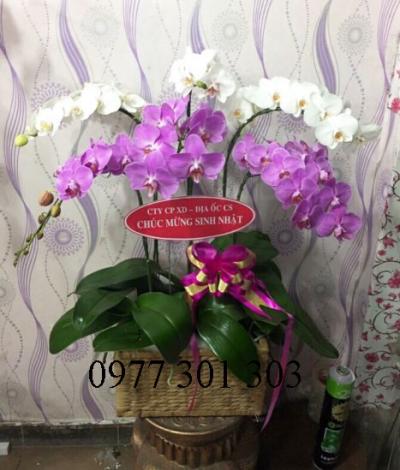 Lan Hồ Điệp Kết Hợp 29