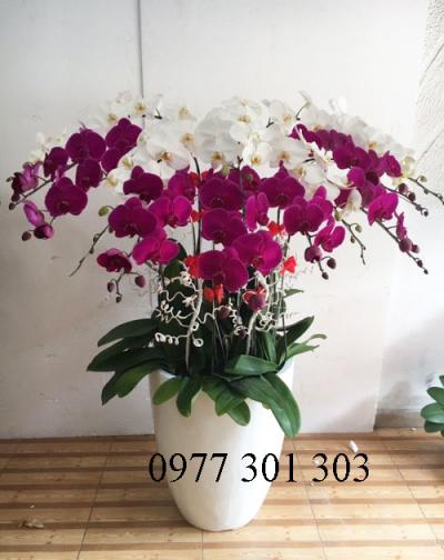 Lan Hồ Điệp Kết Hop 30