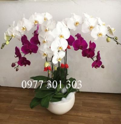Lan Hồ Điệp Kết Hợp 31
