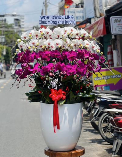 Lan hồ điệp kết hợp - Hòa quyện màu sắc, tạo nên vẻ đẹp độc đáo