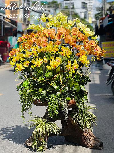 Lan hồ điệp kết hợp - Vẻ đẹp độc đáo