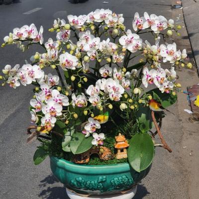 Lan hồ điệp mini - Làn gió mới trong cộng đồng chơi Lan