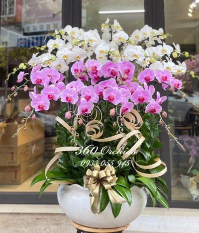 Lan hồ điệp - Món quà sang trọng tặng chị em phụ nữ ngày 20-10