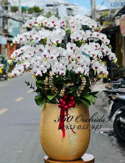 Lan hồ điệp sang trọng tặng Noel, Giáng sinh siêu HOT