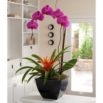 Lan hồ điệp kết hợp - nét nghệ thuật mới cho phong cách nhà bạn