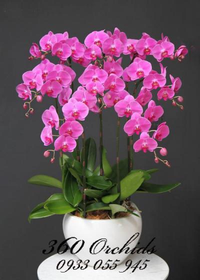 Lan hồ điệp tặng người yêu mang ý nghĩa gì đặc biệt?