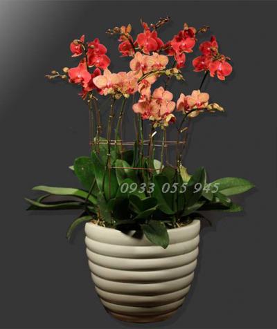 Chậu lan hồ điệp Phúc lộc an khang