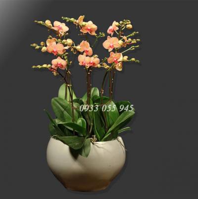 Chậu lan hồ điệp May mắn và hạnh phúc