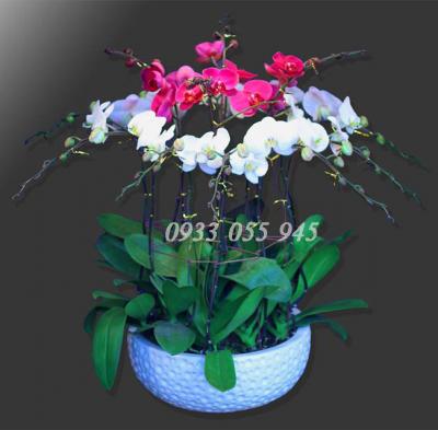 Chậu lan hồ điệp Tết trọn niềm vui