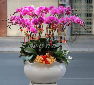 Chậu lan hồ điệp Năm mới khỏe mạnh và hạnh phúc