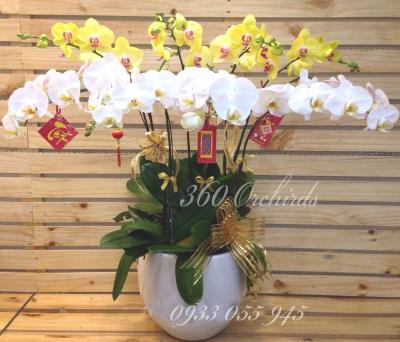 Chậu lan hồ điệp - Sắc xuân