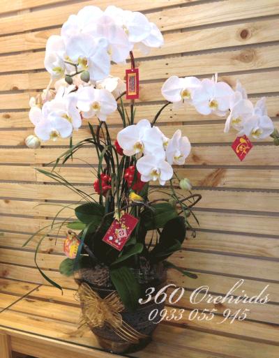 Chậu lan hồ điệp Thịnh vượng