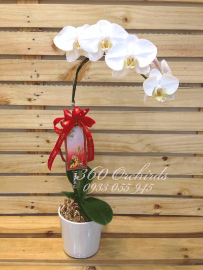Chậu lan hồ điệp Tết trọn yêu thương