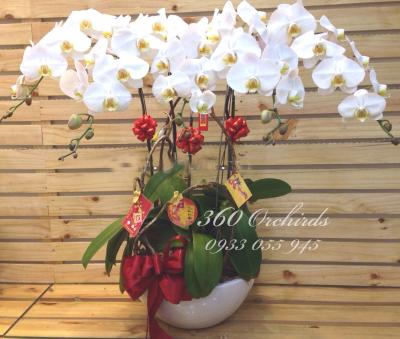 Chậu lan hồ điệp Cung chúc tân xuân