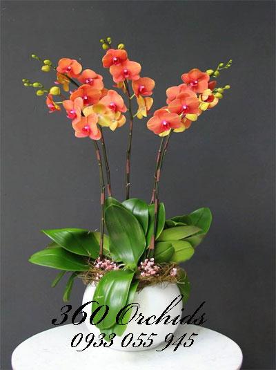 Lan hồ điệp tết - Hơi thở màu xuân