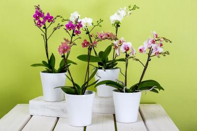 LAN HỒ ĐIỆP TÊT- LỰA CHỌN TUYỆT VỜI CỦA BẠN.
