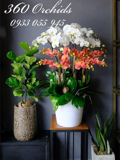 Lan hồ điệp tết -Như Ý Cát Tường