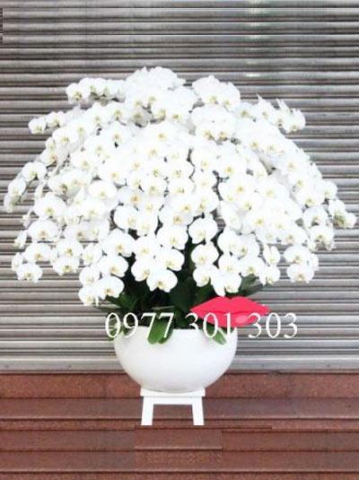 Lan hồ điệp tết - Sắc trắng sang trọng