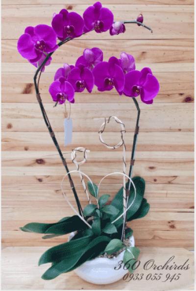 Lan hồ điệp tím - Có nhau trọn đời