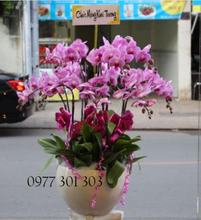 Lan hồ điệp tím - Tình yêu bất diệt