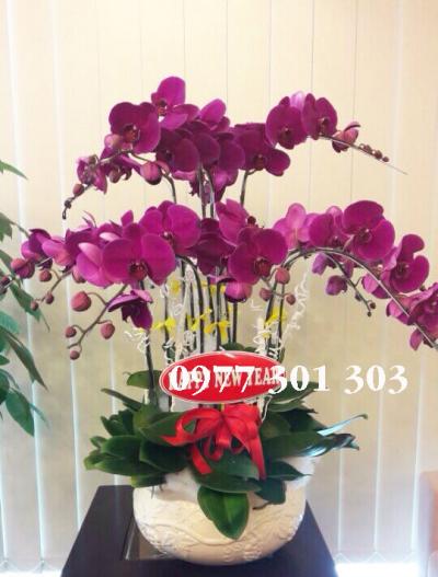 Lan hồ điệp tím - Tình yêu vĩnh cửu