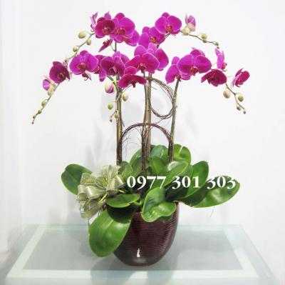 Lan hồ điệp tím - Hạnh phúc trào dâng